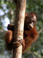 Orangutan baby in tree