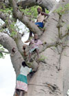 Tree foods in Africa